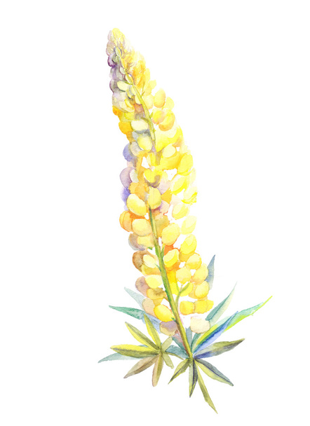 yellow lupine watercolor - 写真・画像