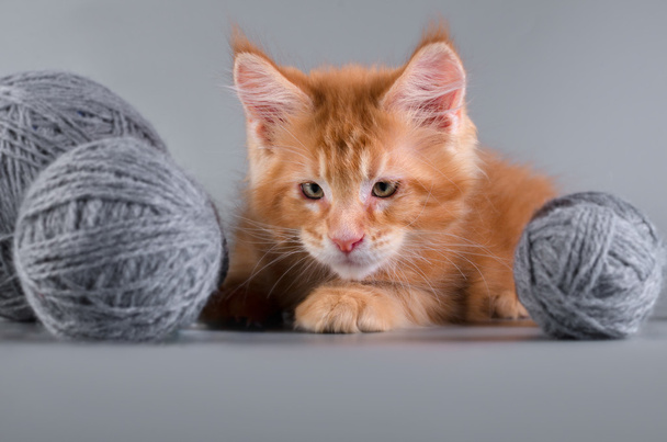 Maine Coon kitten on a gray background - Photo, Image