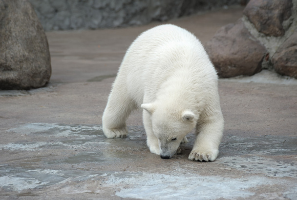 Pequeño oso polar
 - Foto, Imagen