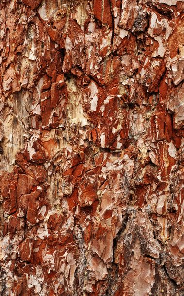 texture of old wood with bark - Foto, imagen