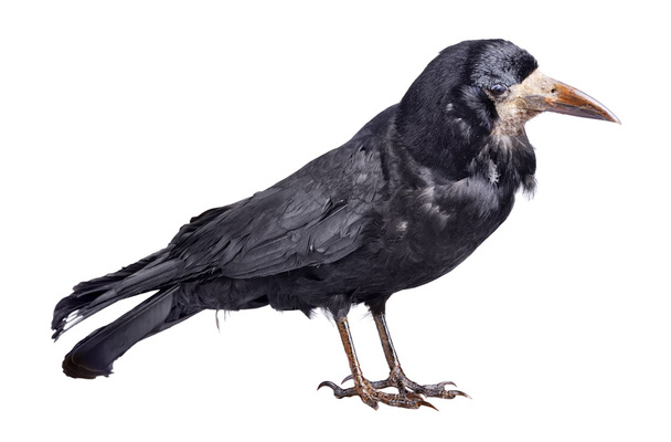Cuervo negro
 - Foto, imagen