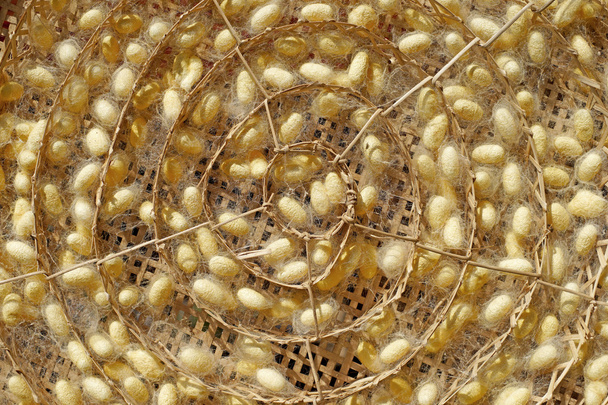 cocons de vers à soie jaune chrysalide dans les nids
 - Photo, image