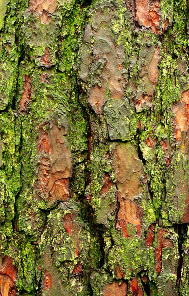 texture of old wood with bark and moss - Zdjęcie, obraz