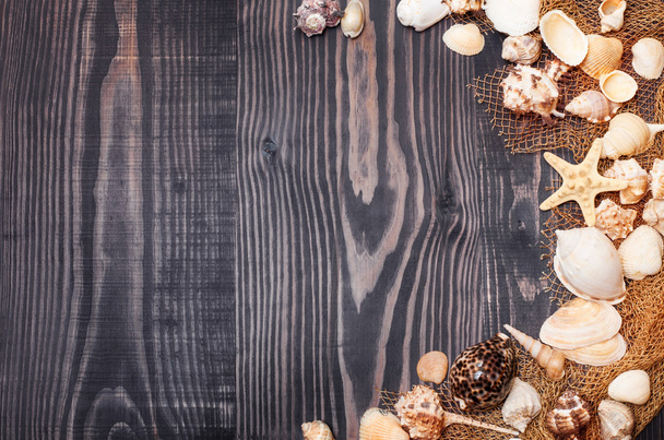 Sea shells on a dark plank background - 写真・画像