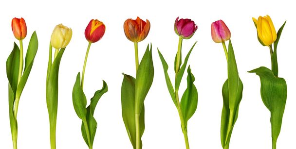Colorful tulips - Fotó, kép