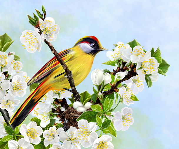 μικρό κίτρινο πουλί σε ένα υποκατάστημα της κερασιάς άνθη - Φωτογραφία, εικόνα