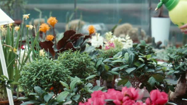 La mujer riega flores en el invernadero
 - Imágenes, Vídeo