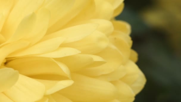 gelbes Blütenmakro - Filmmaterial, Video