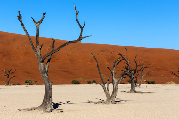 ナミブ砂漠に隠された Vlei  - 写真・画像