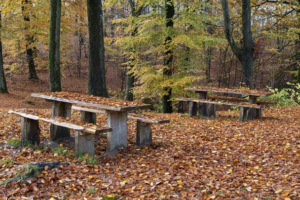 hojas de otoño en el bosque - Foto, imagen