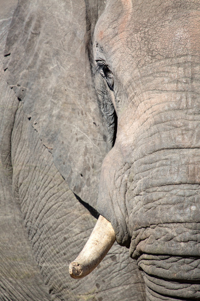 Elephant in Botswana - Zdjęcie, obraz