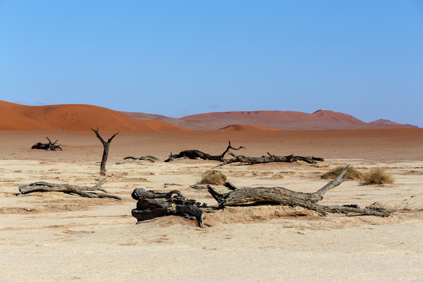 Verborgen Otomys in de Namib woestijn  - Foto, afbeelding