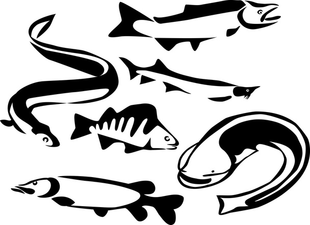 freshwater fishes set - Vector, Image