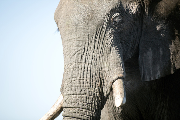 Bull Elephant in Africa - Valokuva, kuva