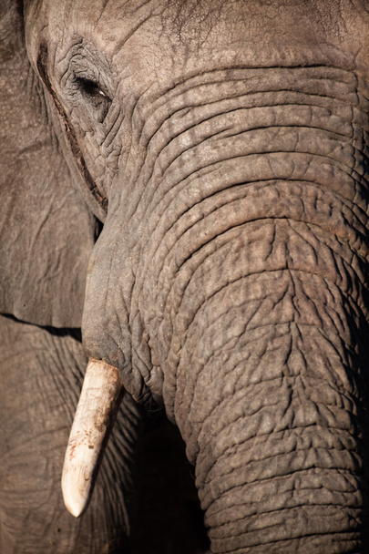 Bull Elephant Afrikassa
 - Valokuva, kuva