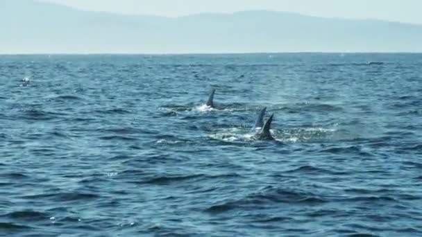 Καμπούρης φάλαινα κολύμπι στον ωκεανό - Πλάνα, βίντεο