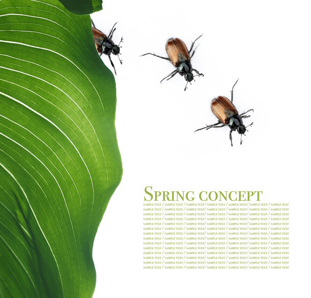 Spring concept. flora and beetles against white background - Fotoğraf, Görsel