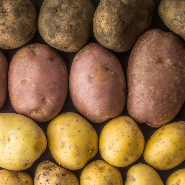 Raw potatoes mix background square - Foto, afbeelding