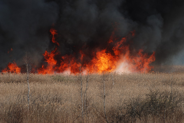 Пожар на весеннем поле
 - Фото, изображение