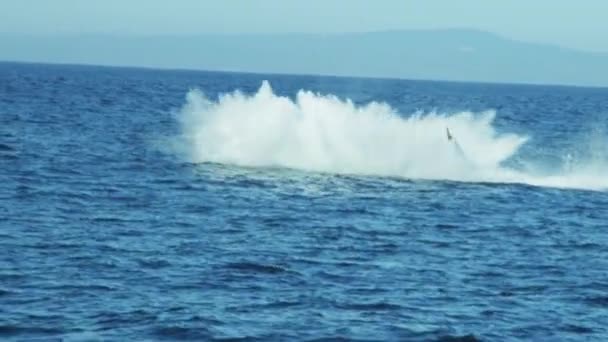 Kambur balina okyanusta yüzmeye - Video, Çekim