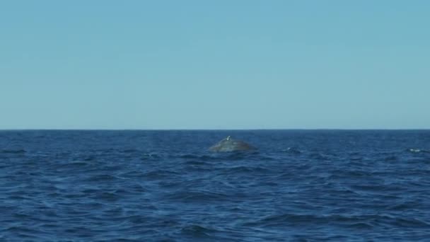 Καμπούρης φάλαινα κολύμπι στον ωκεανό - Πλάνα, βίντεο