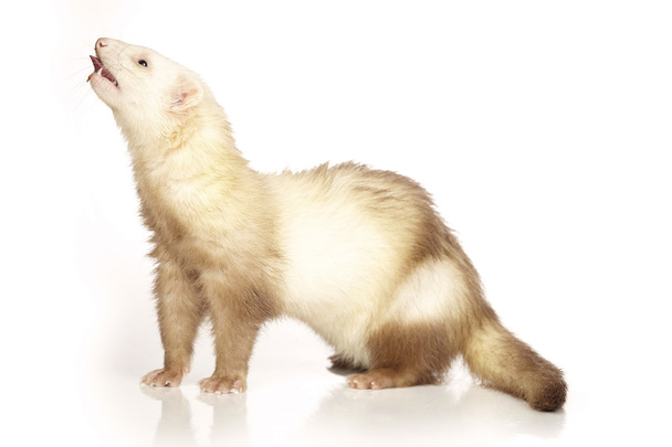 Cinnamon color ferret female posing on white background - 写真・画像