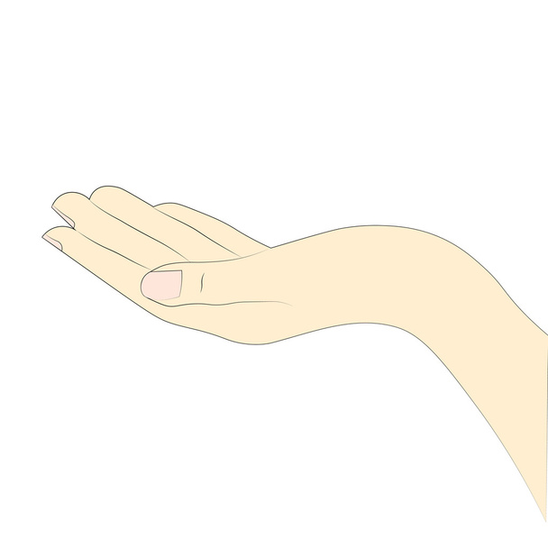 Schets van de handen - Vector, afbeelding