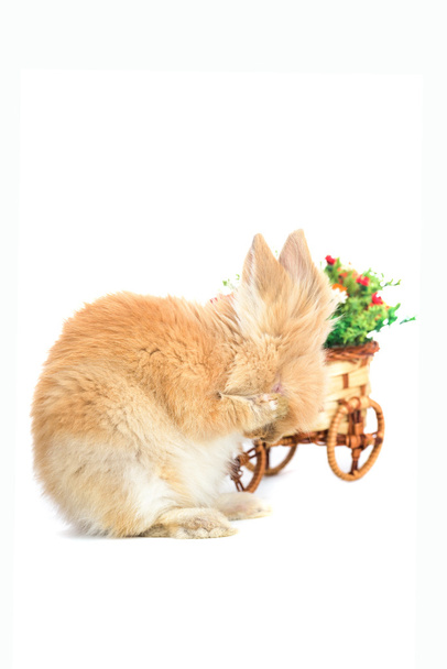 Beyaz bir arka plan üzerinde izole utangaç şirin küçük tavşan - Fotoğraf, Görsel