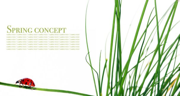 Spring concept. flora and beetles against white background. - Fotoğraf, Görsel