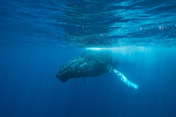 Humpback Whale in Shallow Water - Foto, afbeelding