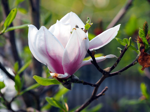Magnolia x soulangeana 'Alejandría'
 - Foto, imagen