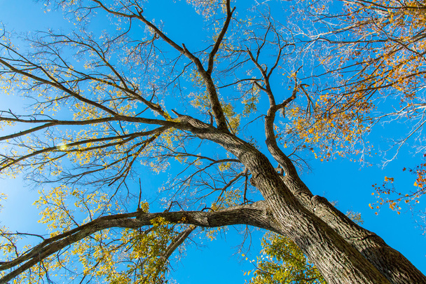 Κοιτώντας ψηλά στο μεγάλο φθινοπωρινό δέντρο - Φωτογραφία, εικόνα