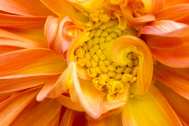 Közeli kép a gyönyörű narancssárga krizantém - Fotó, kép