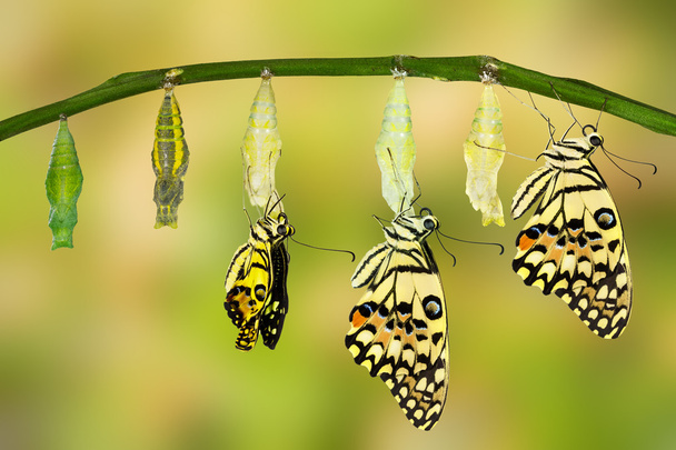 Dönüştürme kireç kelebek - Fotoğraf, Görsel