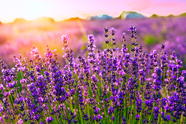Auringonlasku violetin laventelipellon yllä
 - Valokuva, kuva