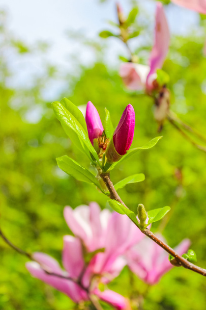 Ongeopende bud van magnolia bloem - Foto, afbeelding