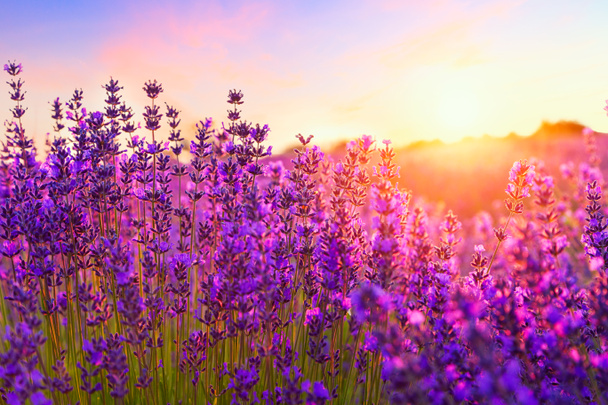 Sonnenuntergang über einem violetten Lavendelfeld - Foto, Bild