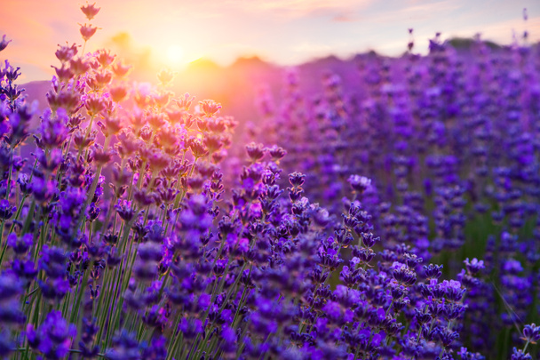 Coucher de soleil sur un champ de lavande violette
 - Photo, image