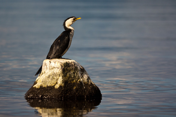 New Zealandian Cormorant - Photo, Image
