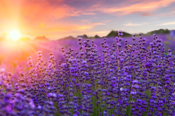 Закат над фиолетовым лавандовым полем
 - Фото, изображение