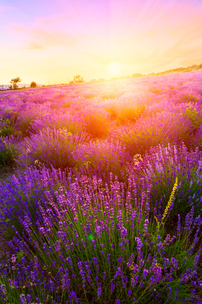 Sonnenuntergang über einem sommerlichen Lavendelfeld in Tihany - Foto, Bild
