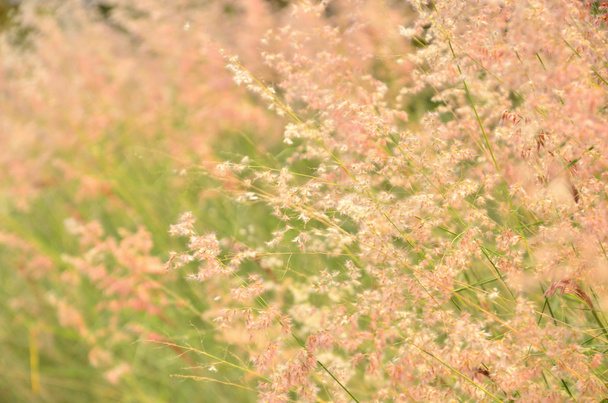 flor de hierba rosa
 - Foto, imagen