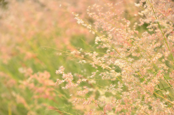 ピンクの草の花 - 写真・画像