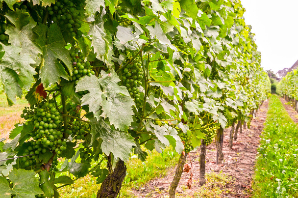 Vine in a vineyard in summer - White wine grapes during growth - Photo, Image