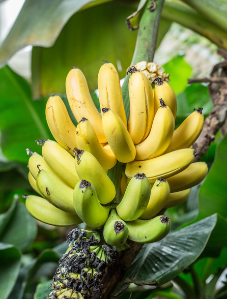 Ripe bunch of bananas on the palm. - 写真・画像