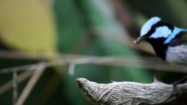 Εξαιρετικό νεράιδα wren με μια μύγα - Πλάνα, βίντεο