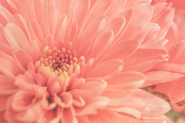Закрыть розовый цветок
  - Фото, изображение
