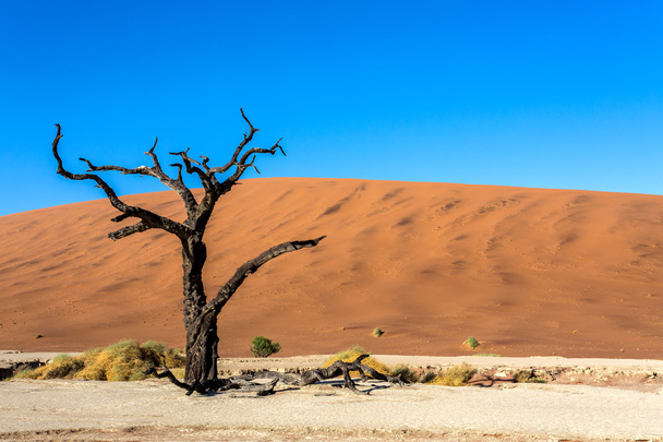 ナミブ砂漠に隠された Vlei  - 写真・画像