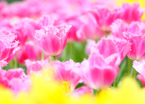 Барвисте квіткове поле тюльпанів
 - Фото, зображення