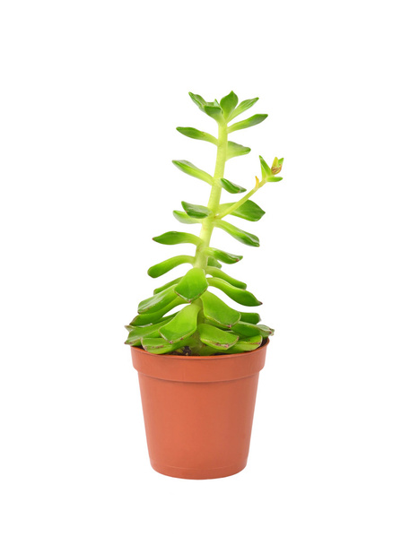 Суккулентное растение
 - Фото, изображение